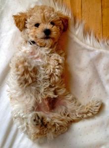 Pepe the Poodle: Image courtesy of the Daily Puppy